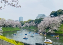 🌸 東京櫻花｜賞櫻攻略 今年東京在3月19日就開花了，現在（4月上旬）正好是滿開最美的