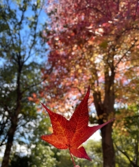 ✐ ᵕ̈ ᴴᴱᴸᴸᴼ  | 十一月𝙃𝙖𝙥𝙥𝙮 在等雪花，聖誕樹，新年煙火，和更好的自己