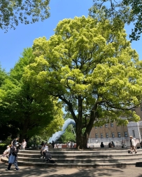 上野公園的陽光，有種「日本初夏」的感覺 ☀️ 樹下很多人安靜坐著發呆，  很多哥哥來
